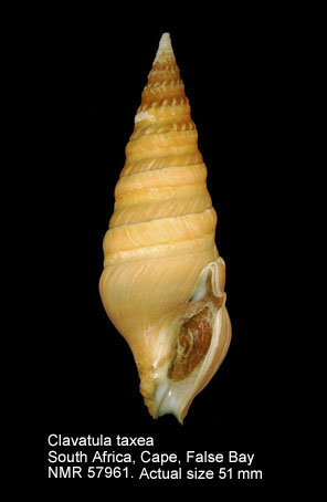 Clavatula taxea (5).jpg - Clavatula taxea (Röding,1798)